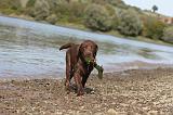 LABRADOR 170